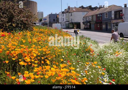 Brighton, Regno Unito. 25 Maggio, 2017. Un oasi di colore ha germogliato nel centro città di Brighton durante il caldo come un prato di fiori selvatici ha fiorì tra traffico e cassonetti per il riciclaggio provocando agitazione in Edward Street . Le previsioni per domani per essere il giorno più caldo dell'anno finora Credito: Simon Dack/Alamy Live News Foto Stock