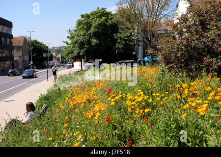 Brighton, Regno Unito. 25 Maggio, 2017. Un oasi di colore ha germogliato nel centro città di Brighton durante il caldo come un prato di fiori selvatici ha fiorì tra traffico e cassonetti per il riciclaggio provocando agitazione in Edward Street . Le previsioni per domani per essere il giorno più caldo dell'anno finora Credito: Simon Dack/Alamy Live News Foto Stock