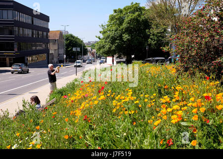 Brighton, Regno Unito. 25 Maggio, 2017. Un oasi di colore ha germogliato nel centro città di Brighton durante il caldo come un prato di fiori selvatici ha fiorì tra traffico e cassonetti per il riciclaggio provocando agitazione in Edward Street . Le previsioni per domani per essere il giorno più caldo dell'anno finora Credito: Simon Dack/Alamy Live News Foto Stock