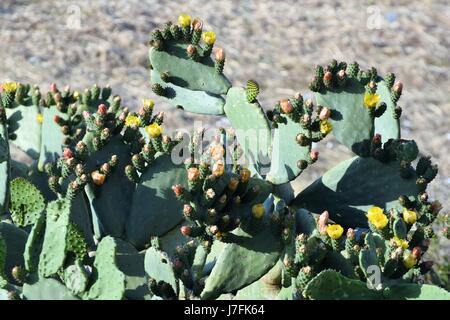 Ficodindia cactus in Puglia, Italia Foto Stock