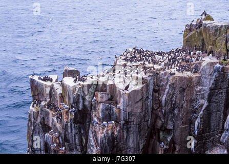 Colonie di uccelli marini, con nidificazione murre comune o comuni o guillemot (Uria aalge), farne isole, Regno Unito Foto Stock