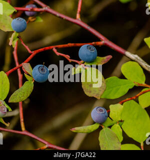 Mirtilli selvatici presso il bog a Beaver Lake, Stanley Park di Vancouver, BC Foto Stock