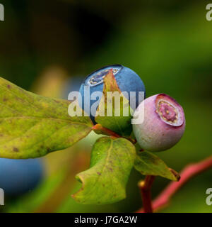 Mirtilli selvatici presso il bog a Beaver Lake, Stanley Park di Vancouver, BC Foto Stock