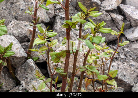 Knotweed giapponese che cresce sui rum, germogli di crescita Reynoutria japonica Fallopia japonica Asian Knotweed steli crescono su un cemento discarica rifiuti Foto Stock