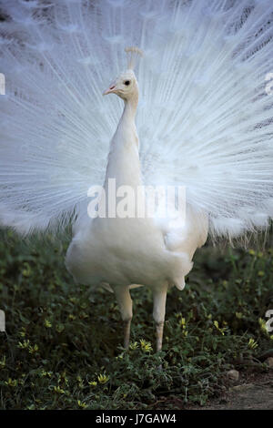 Blu pavone (Pavo cristatus), bianco varietà, maschio adulto a diffondere la sua coda, corteggiamento, Cuddly Creek, Sud Australia, Foto Stock