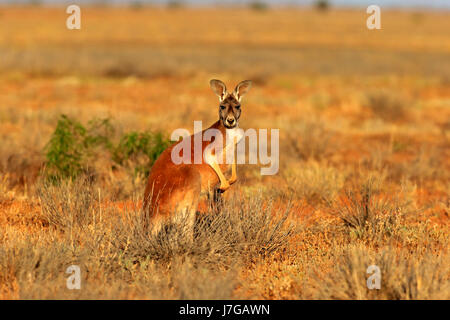 Canguro rosso (Macropus rufus), maschio adulto alert, Sturt National Park, New South Wales, Australia Foto Stock