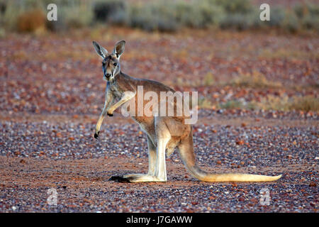 Canguro rosso (Macropus rufus), maschio adulto alert, Sturt National Park, New South Wales, Australia Foto Stock