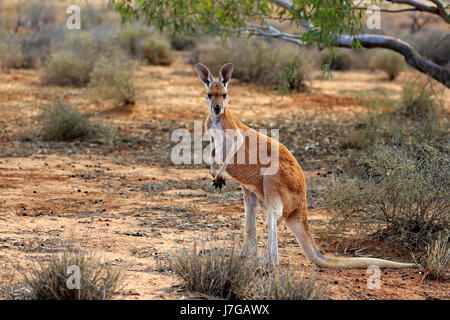 Canguro rosso (Macropus rufus), maschio adulto alert, Sturt National Park, New South Wales, Australia Foto Stock