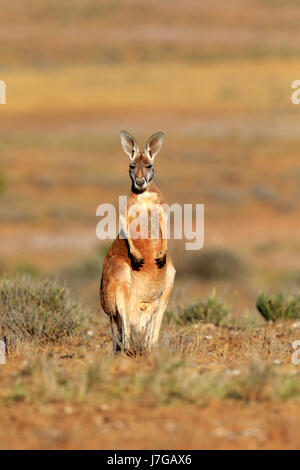 Canguro rosso (Macropus rufus), maschio adulto alert, Sturt National Park, New South Wales, Australia Foto Stock