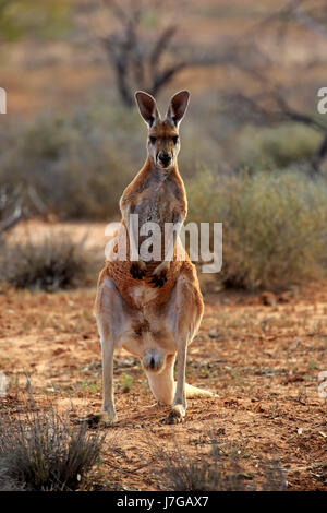 Canguro rosso (Macropus rufus), maschio adulto alert, Sturt National Park, New South Wales, Australia Foto Stock