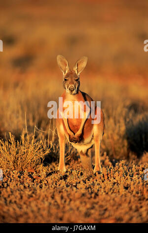 Canguro rosso (Macropus rufus), giovane animale, Sturt National Park, New South Wales, Australia Foto Stock