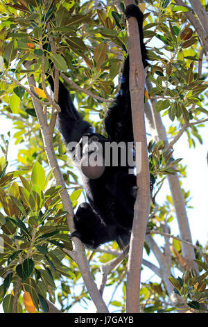 Siamang (Symphalangus syndactylus), Adulto, seduto nella struttura ad albero, captive, Asia sud-orientale, Asia Foto Stock