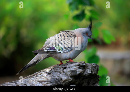 Crested pigeon (Ocyphaps lophotes), Adulto, South Australia, Australia Foto Stock