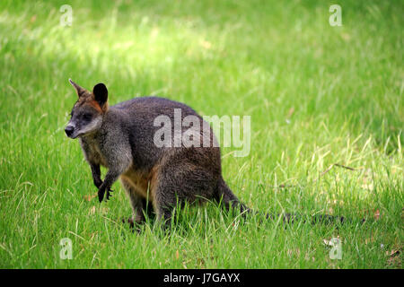 Swamp Wallaby Wallabia (bicolore), Adulto vigilante, Mount Lofty, Sud Australia, Foto Stock