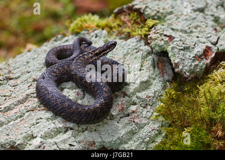 Politica europea comune in materia di Viper (Vipera berus), che giace sulle rocce, Schleswig-Holstein, Germania Foto Stock