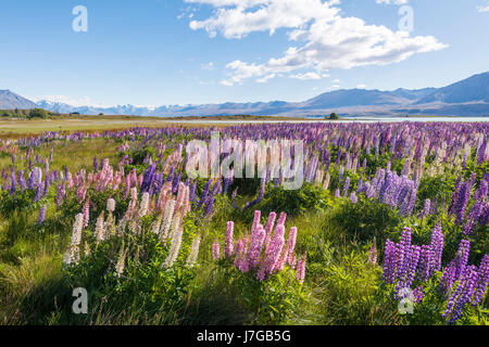 Viola di grande lasciarono i lupini (Lupinus polyphyllus), il Lago Tekapo nella parte anteriore delle Alpi del sud, Canterbury, Isola del Sud, Nuova Zelanda Foto Stock