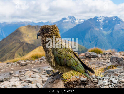 Pappagallo di montagna, Kea (Nestor notabilis) in montagna, Keplero via, Parco Nazionale di Fiordland, Isola del Sud, Nuova Zelanda Foto Stock