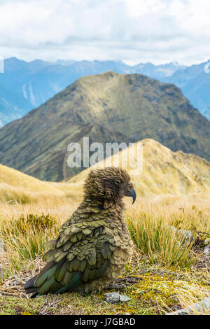 Pappagallo di montagna, Kea (Nestor notabilis) in montagna, Keplero via, Parco Nazionale di Fiordland, Isola del Sud, Nuova Zelanda Foto Stock
