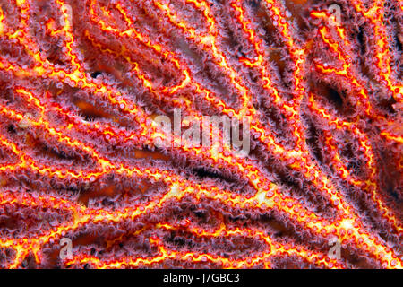 I polipi di corallo a mopsella mare fan (pugella sp.), dettaglio, rosso, Raja Ampat arcipelago, Papua Barat, Ovest della Nuova Guinea, Oceano Pacifico Foto Stock