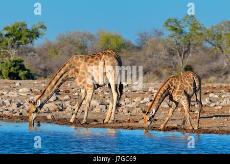 Le giraffe angolani (Giraffa camelopardalis), madre con giovani di bere a Waterhole, il Parco Nazionale di Etosha, Namibia Foto Stock