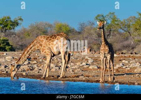 Le giraffe angolani (Giraffa camelopardalis), madre con giovani di bere a Waterhole, il Parco Nazionale di Etosha, Namibia Foto Stock