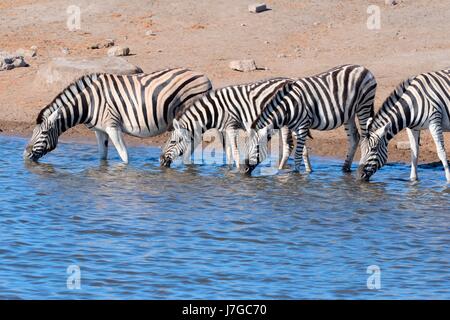 La Burchell zebre (Equus quagga burchellii), bere a Waterhole, il Parco Nazionale di Etosha, Namibia Foto Stock