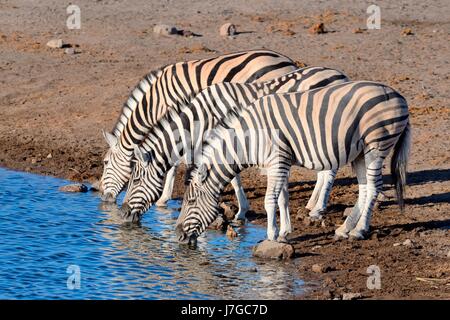 La Burchell zebre (Equus quagga burchellii), bere a Waterhole, il Parco Nazionale di Etosha, Namibia Foto Stock