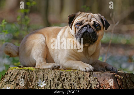 Pug giacente sul tronco di albero, SCHLESWIG-HOLSTEIN, Germania Foto Stock