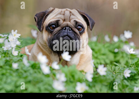 Pug giacente in prato con legno di anemoni, SCHLESWIG-HOLSTEIN, Germania Foto Stock