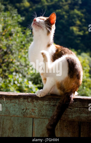 Cat in un recinto in un villaggio vicino al fiume Kupa Foto Stock