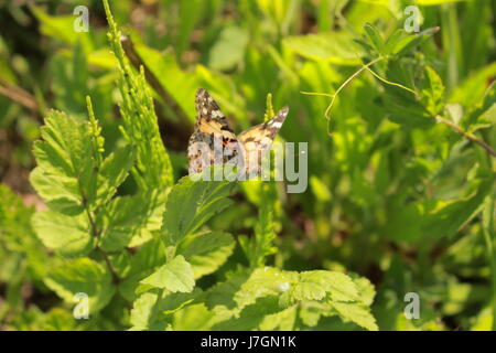Farfalla in appoggio il fogliame Foto Stock