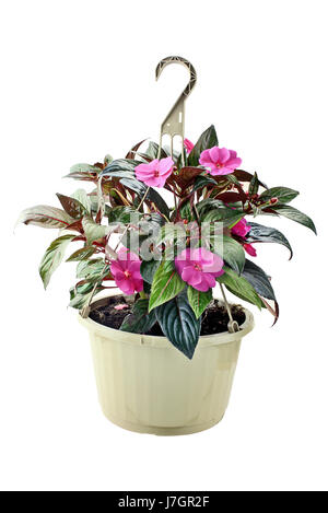 Appendere il cestello con Nuova Guinea Impatiens fiori isolate su uno sfondo bianco con percorso di clipping incluso. Foto Stock