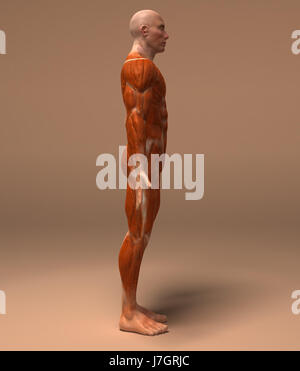 Istruzione salute sport sport medicalmente la scienza medica il motore del motore di azionamento Foto Stock