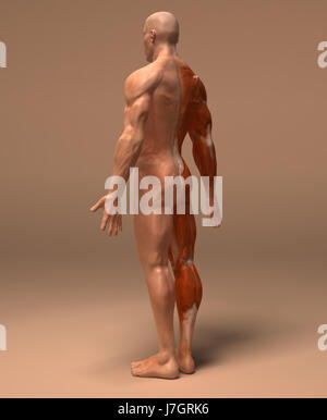 Istruzione salute sport sport medicalmente la scienza medica il motore del motore di azionamento Foto Stock