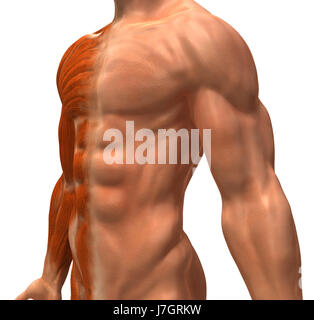 Istruzione salute sport sport medicalmente la scienza medica il motore del motore di azionamento Foto Stock