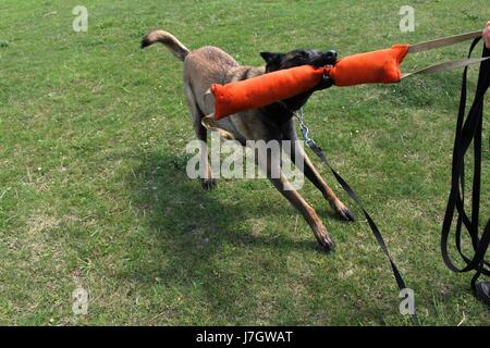 Pastore belga malinois cane Foto Stock