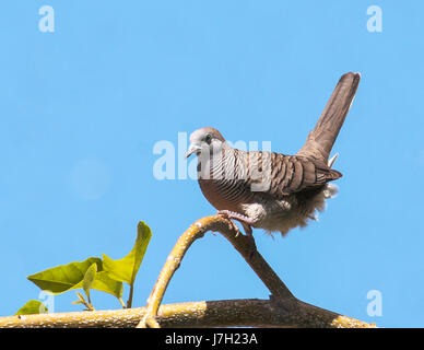 Tortora zebrata Foto Stock