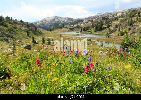 Fiori selvaggi sul Plateau Beartooth, Montana Foto Stock