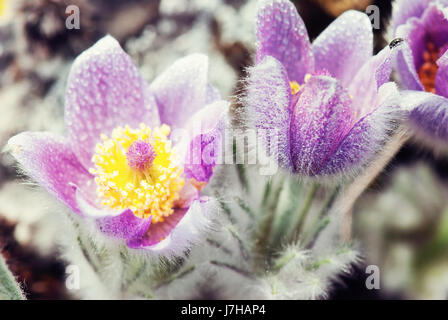 Rugiadoso viola Pulsatilla slavica nella primavera del prato. Filtro foto. Stagionale scena naturale. Foto Stock