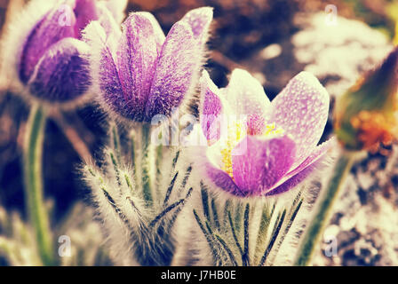 Fioritura rugiadoso Pulsatilla slavica fiori in primavera prato. Stagionale scena naturale. Foto retrò filtro. Foto Stock