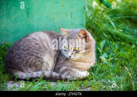 Gatto sdraiato all'aperto su un'erba Foto Stock