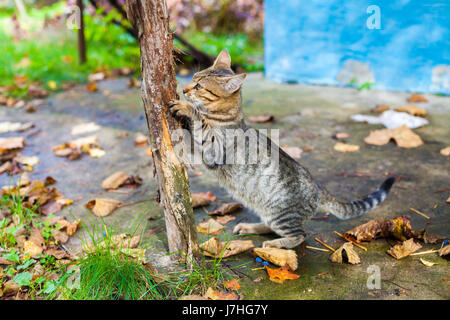 Un gatto gratta i suoi artigli contro un palo di legno per esterno in autunno Foto Stock