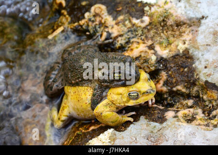 Il rospo comune, europea toad, accoppiamento Foto Stock