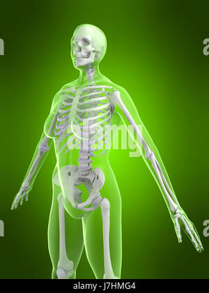 Donna Uomo Donna uomo anatomia dello scheletro del corpo mano osteoporosi salute Foto Stock