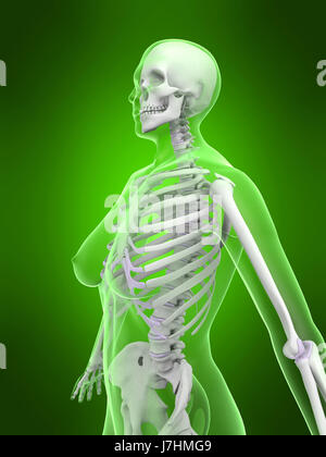 Donna Uomo Donna uomo anatomia dello scheletro del corpo mano osteoporosi salute Foto Stock