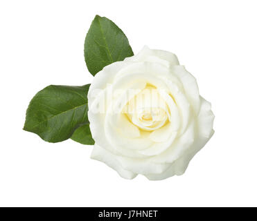 Rosa Bianca con foglie isolati su sfondo bianco. Foto Stock