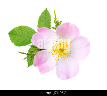 Luce rosa rosa isolato su bianco. Rosa canina Foto Stock