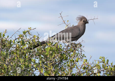 'S Turaco unicolore (Corythaixoides concolor), Grigio andare lontano Bird Foto Stock