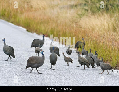 Faraone di Numidia (Numida meleagris), Helmeted Guineafowls Foto Stock