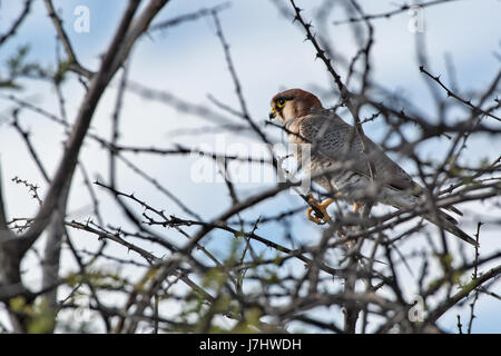 Falco collorosso (Falco chicquera), Rosso-Falcon a collo alto Foto Stock